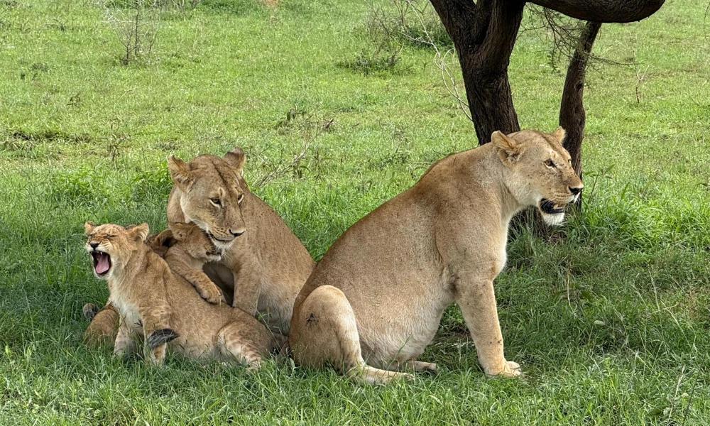 Classic Midrange Tanzania Safari Follow the Great Migration Paths.