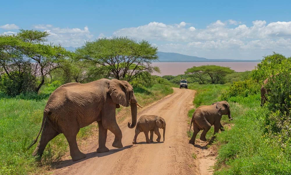 Combined Big Five Safari with Materuni Waterfalls Hike.