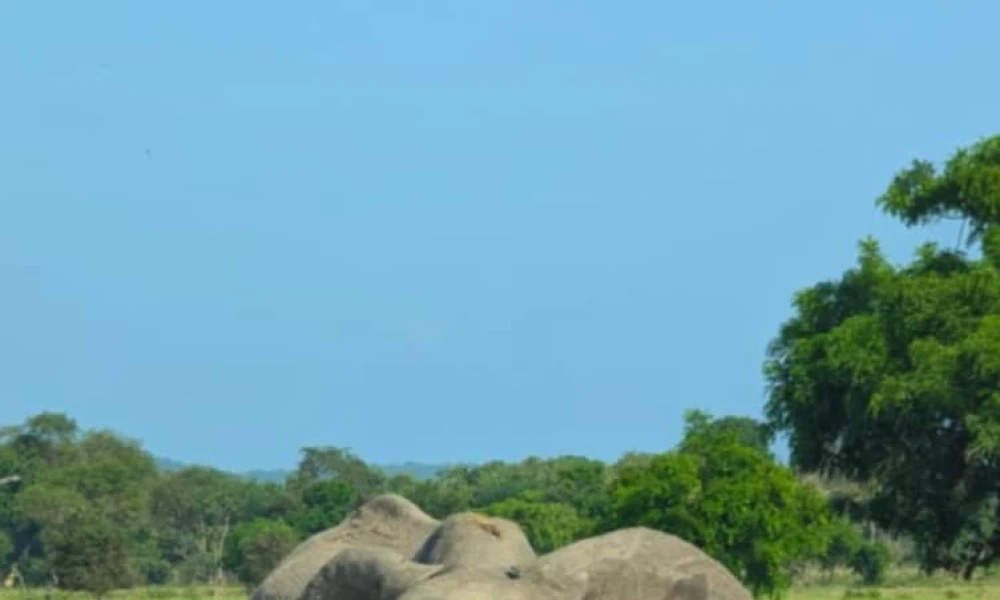 Combined Big Five Safari with Materuni Waterfalls Hike.