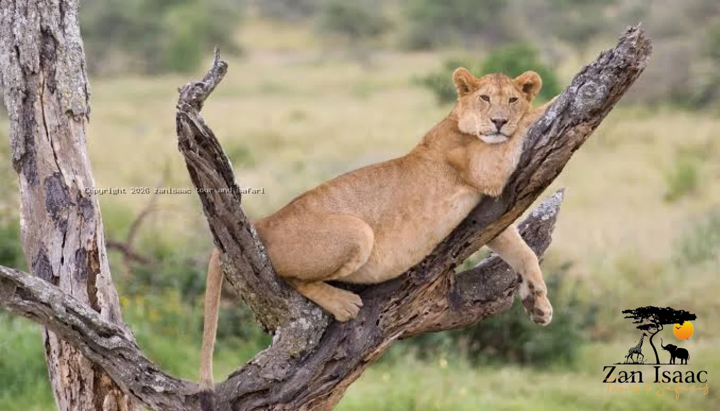 Lake Manyara & Ngorongoro Crater Safari