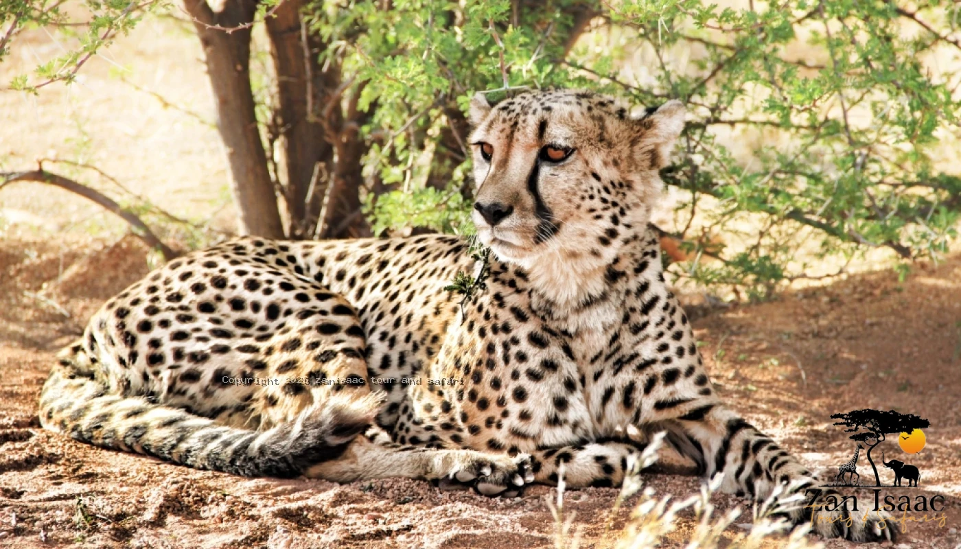 Northen Tanzania Big Five & Calving Season Great Migration Safari
