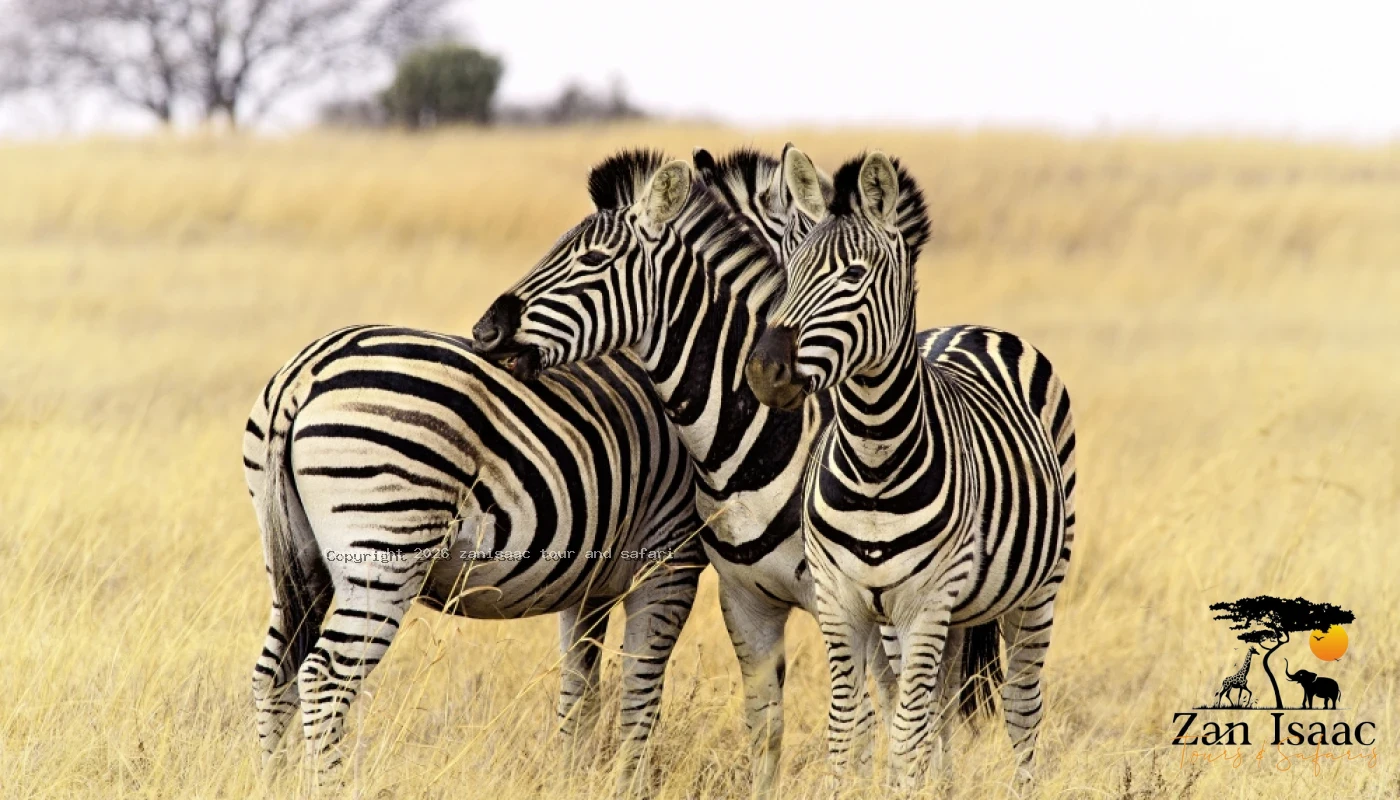 Tarangire Game Drive & Lake Manyara Canopy Safaris