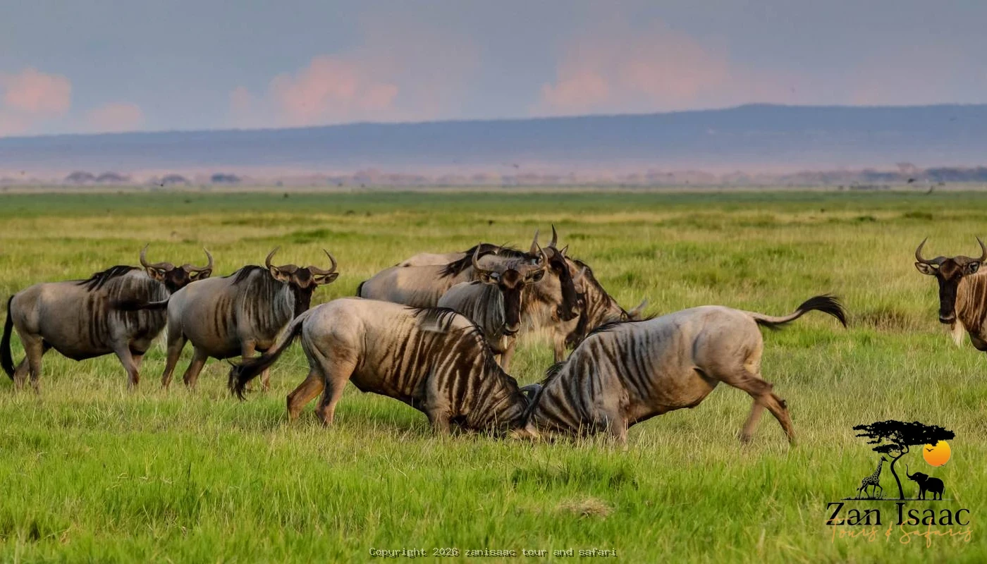 Great Mara River Crossing Migration Safaris