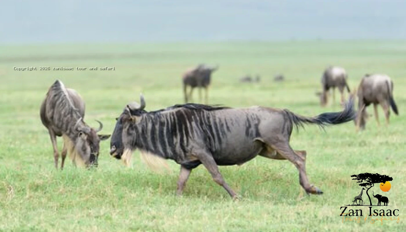 Midrange Serengeti & Ngorongoro Safari
