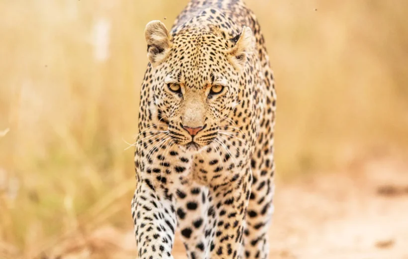 5 Days Lake Manyara, Serengeti & Ngorongoro Safari – Tanzania’s Golden Circuit