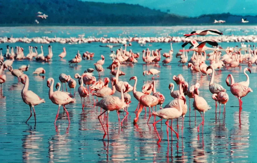 Lake Duluti & Village Walk Day Tour – Nature, Canoeing & Culture from Arusha