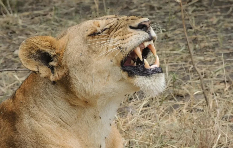 8 Days Great Migration Safari – Witness Nature’s Greatest Show in Serengeti & Ngorongoro
