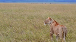 3 Days Fly-in Luxury Safari to Serengeti – Ultimate Wildlife Escape in Style