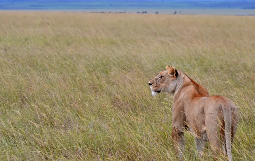 3 Days Fly-in Luxury Safari to Serengeti – Ultimate Wildlife Escape in Style